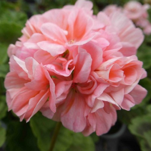 Pelargonium 'Lullaby' - Pelargoon 'Lullaby' P9/0,55L 